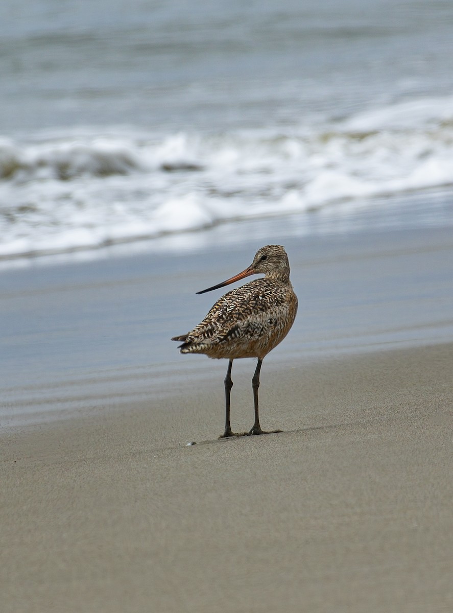 Marbled Godwit - ML643265021