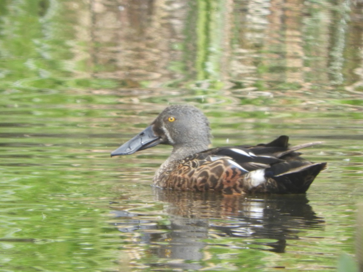Australasian Shoveler - ML643265026