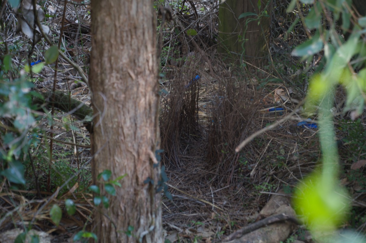 Satin Bowerbird - ML643265043