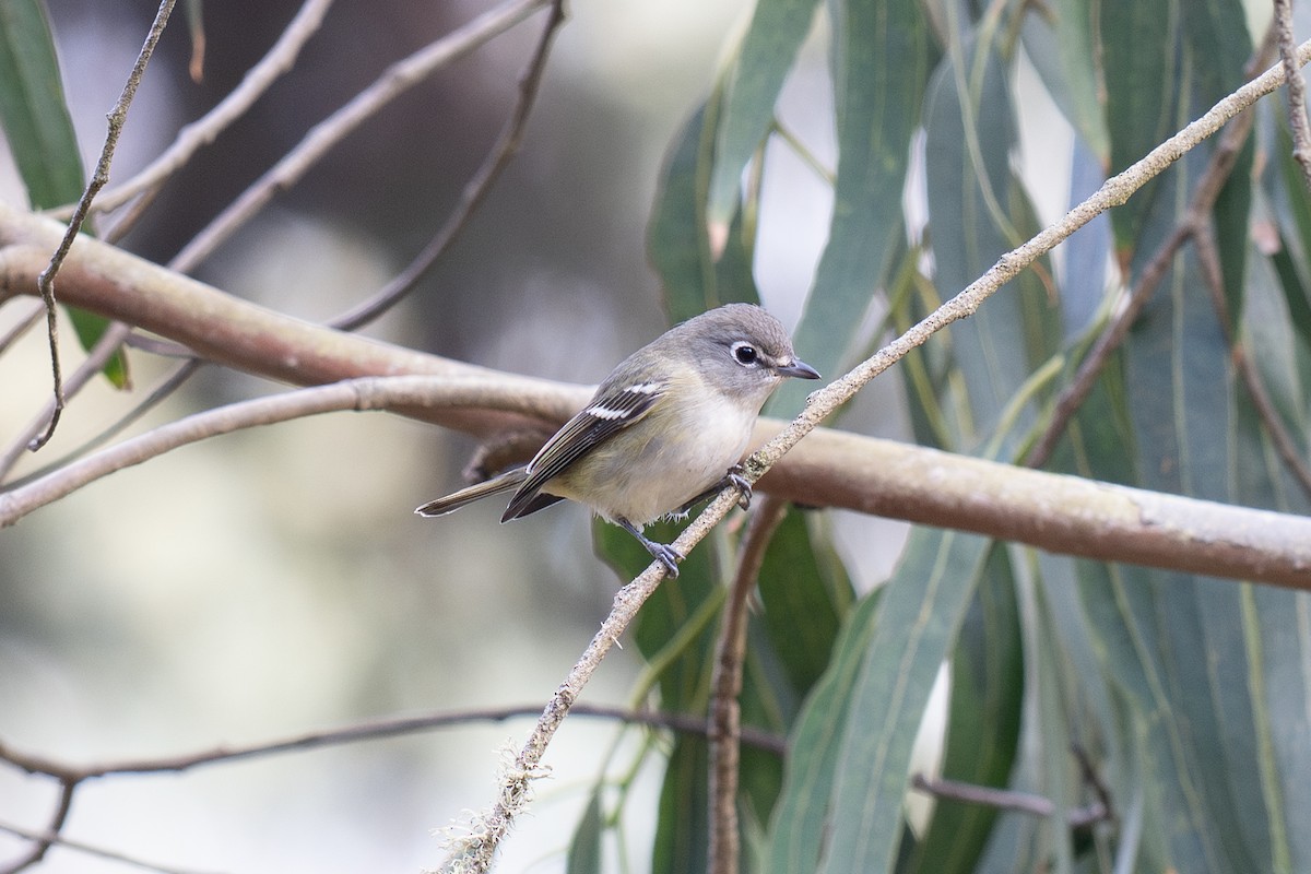 Vireo de Cassin - ML643265058