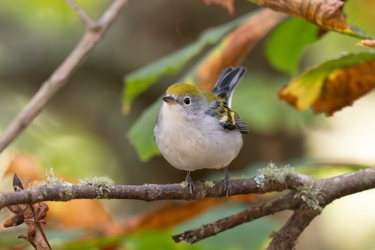 Chestnut-sided Warbler - ML643265060
