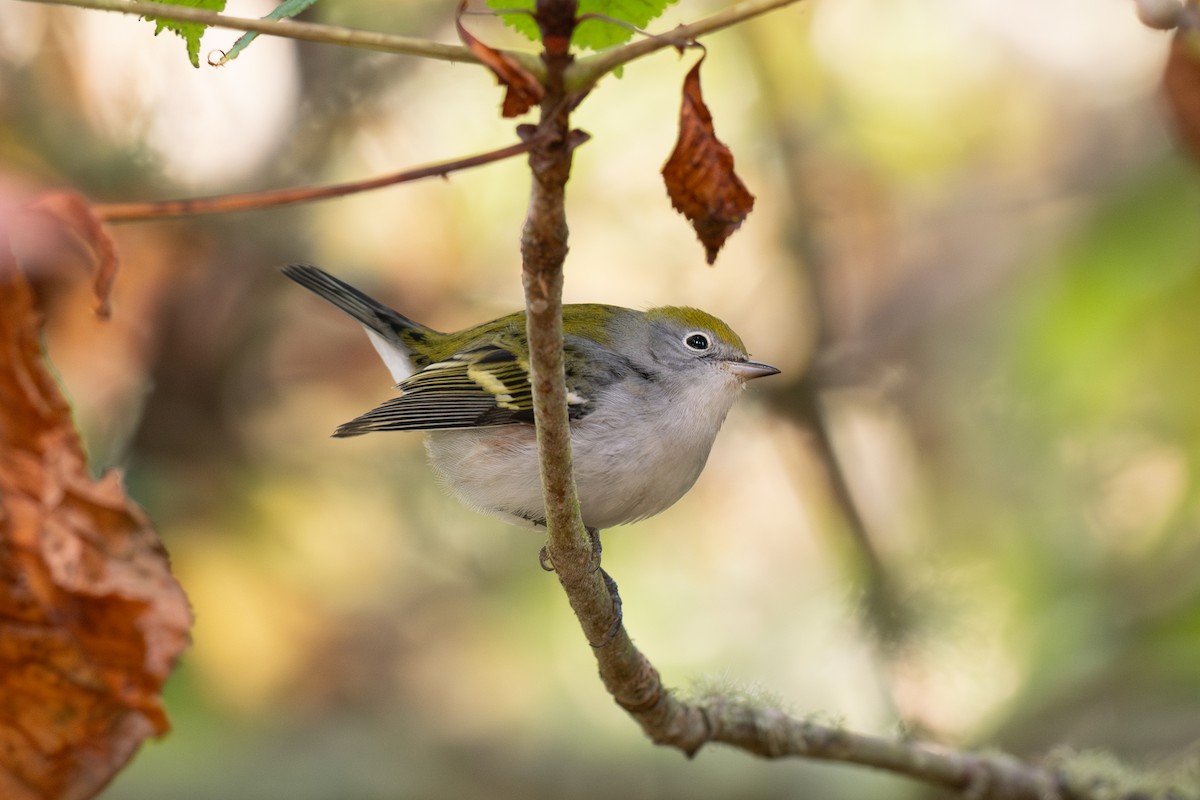 Chestnut-sided Warbler - ML643265061