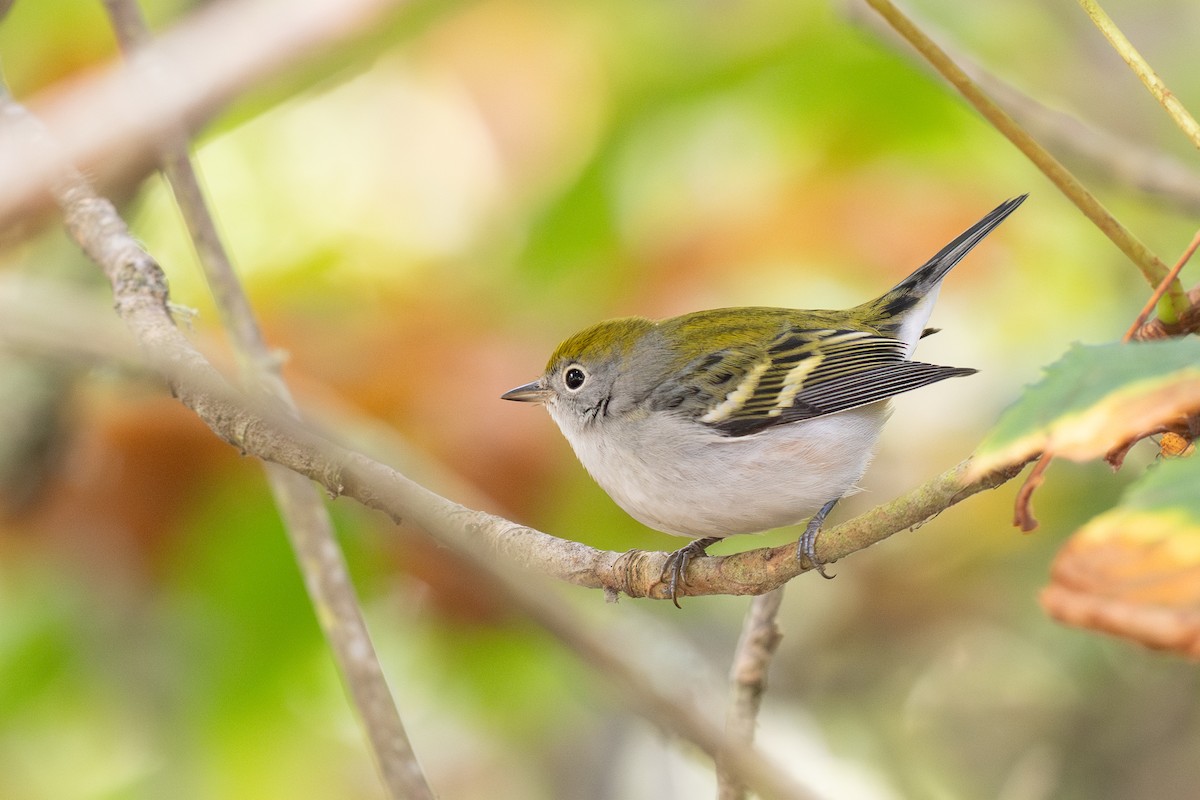 Chestnut-sided Warbler - ML643265062