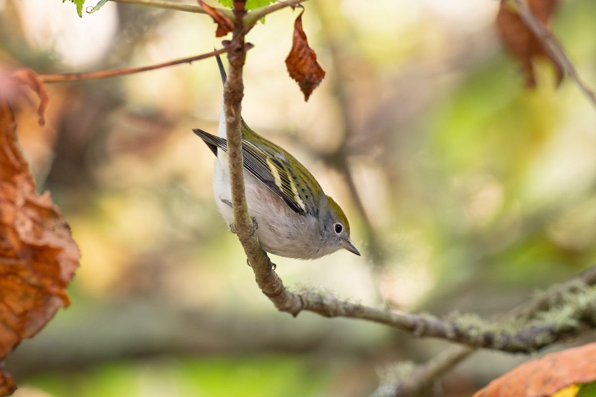 Chestnut-sided Warbler - ML643265063