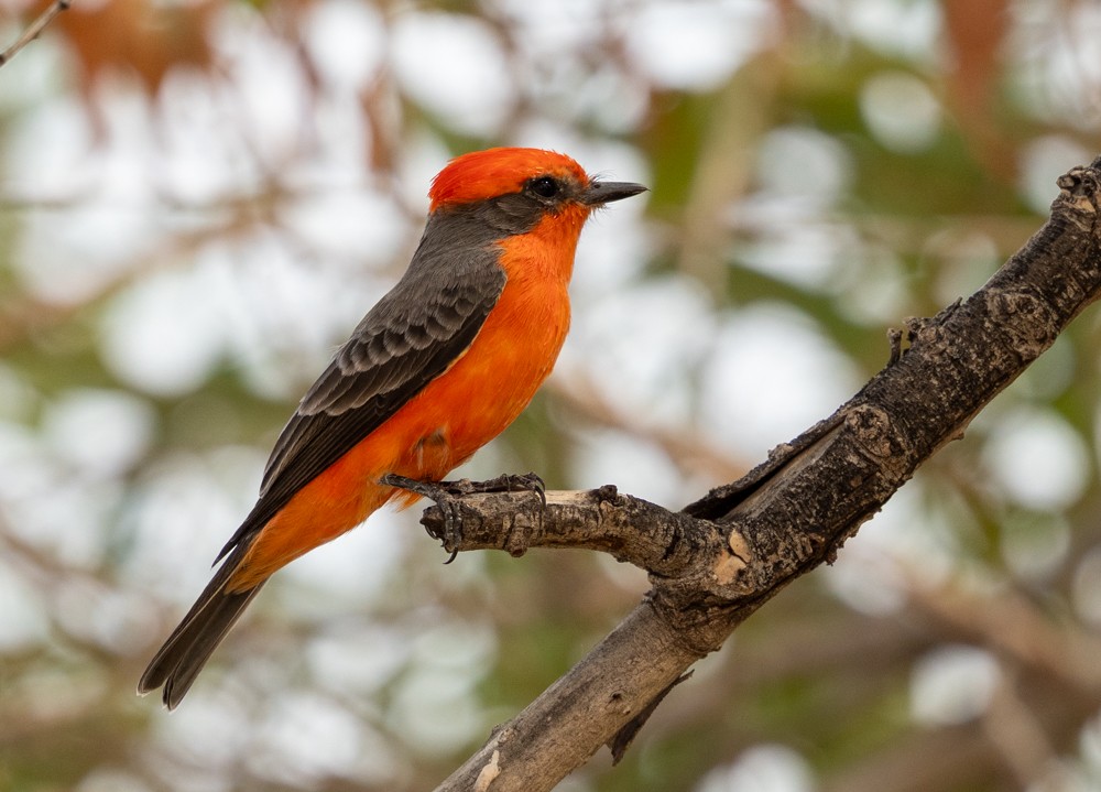 Vermilion Flycatcher - ML643265065