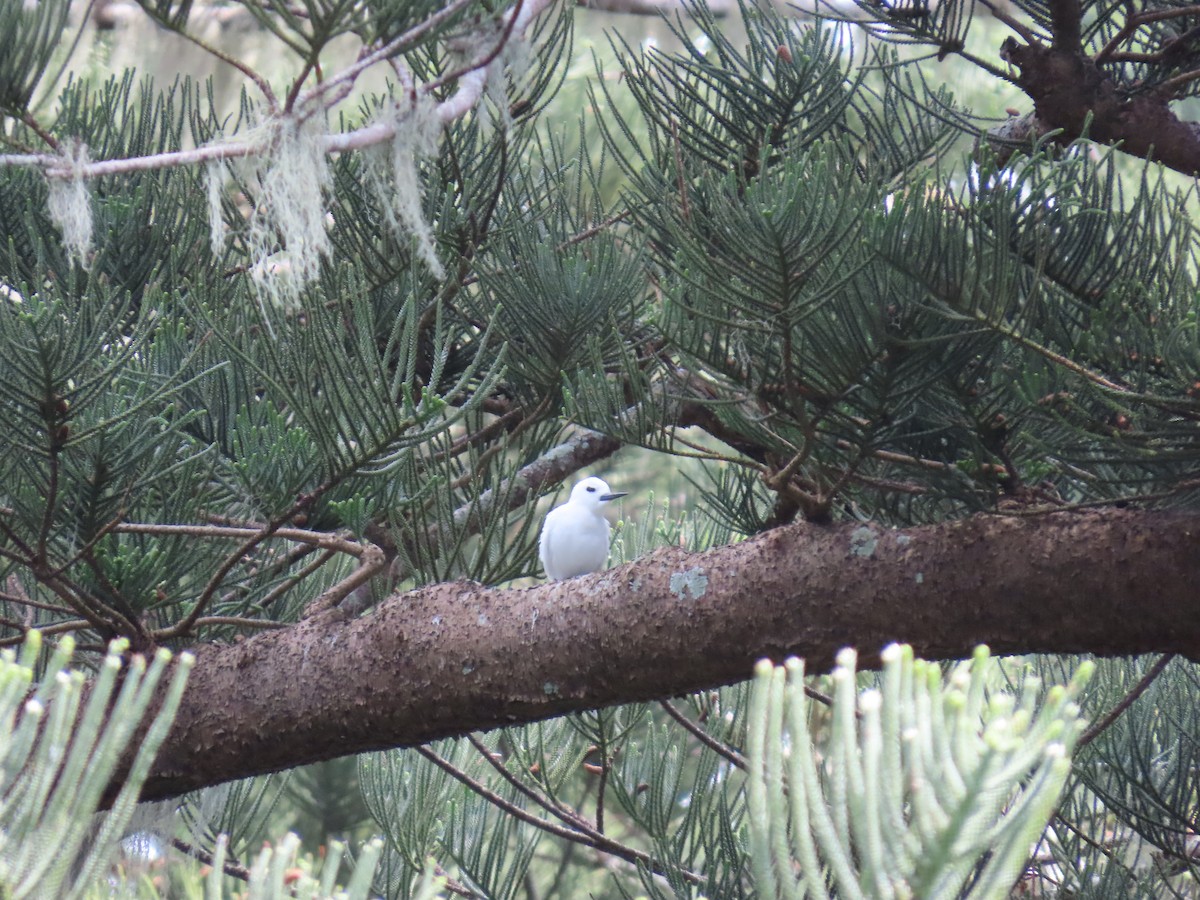 White Tern - ML643265068