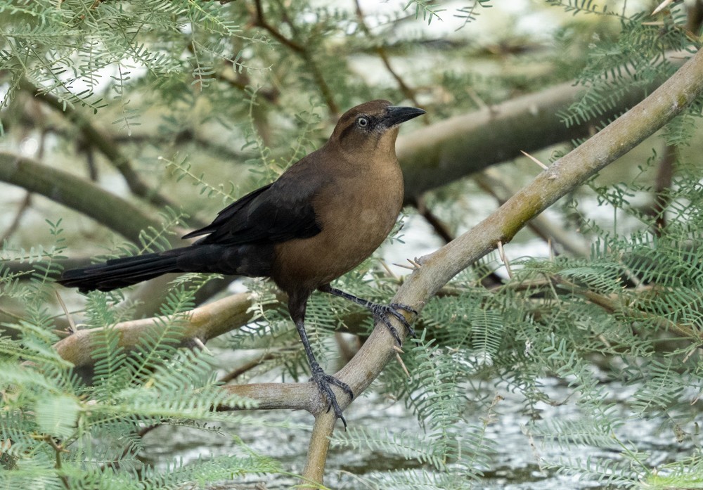 Great-tailed Grackle - ML643265069