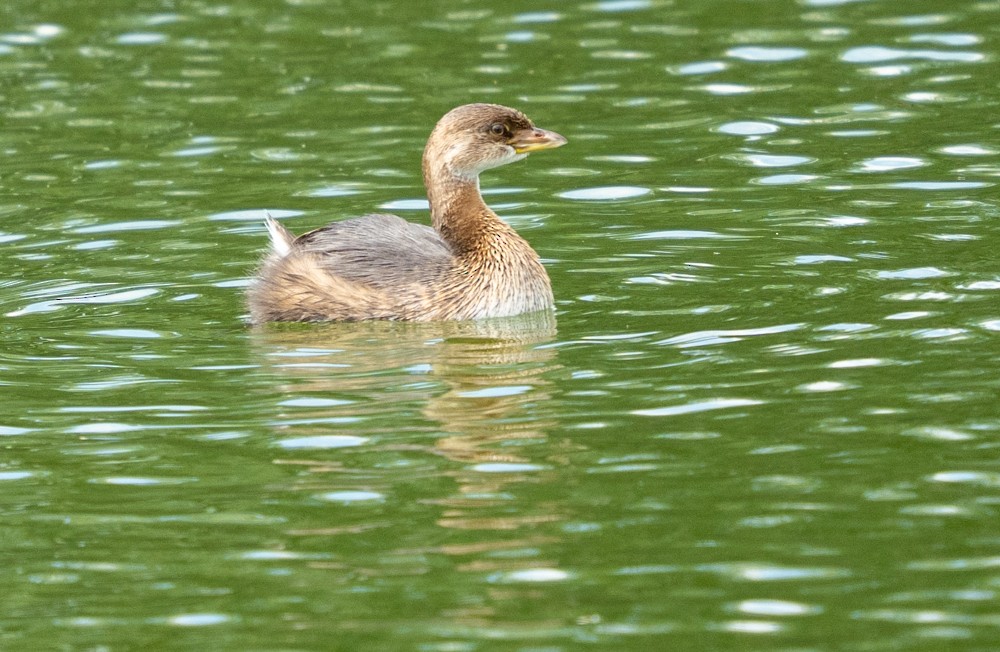 Pied-billed Grebe - ML643265072