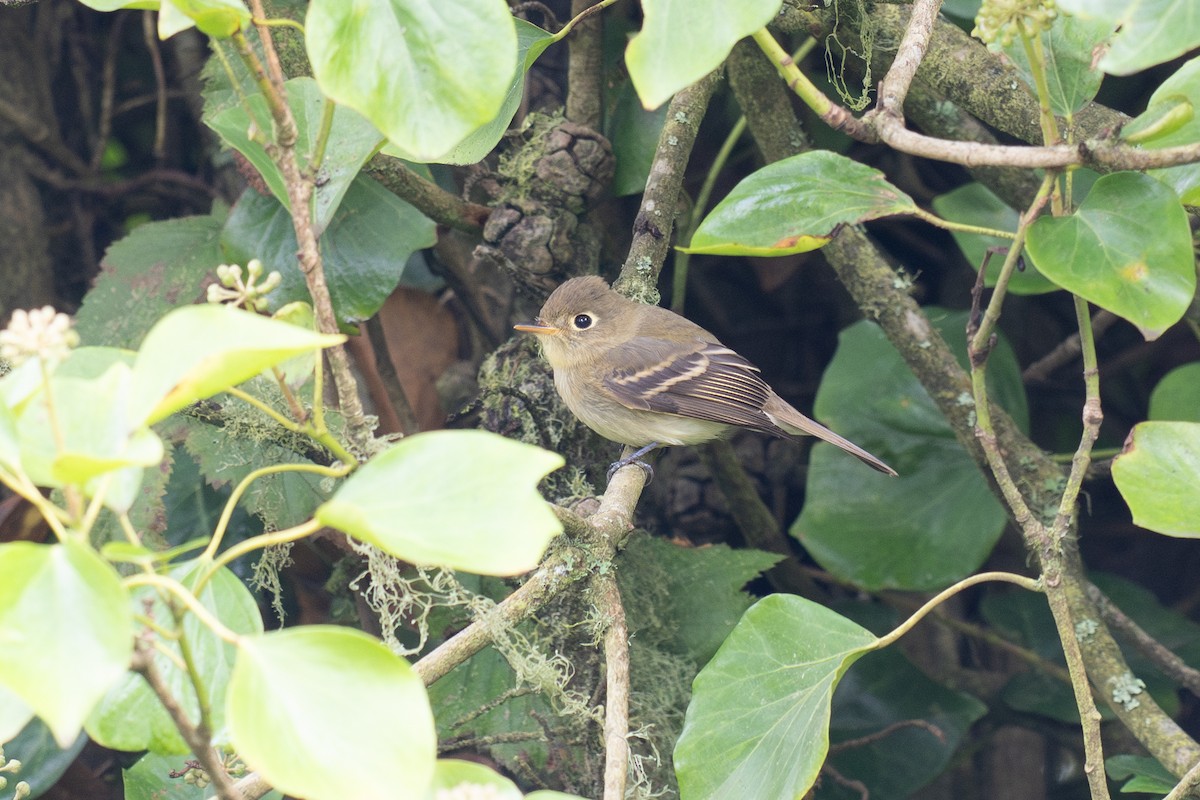 Western Flycatcher (Pacific-slope) - ML643265074