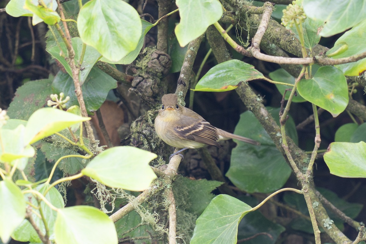Western Flycatcher (Pacific-slope) - ML643265075