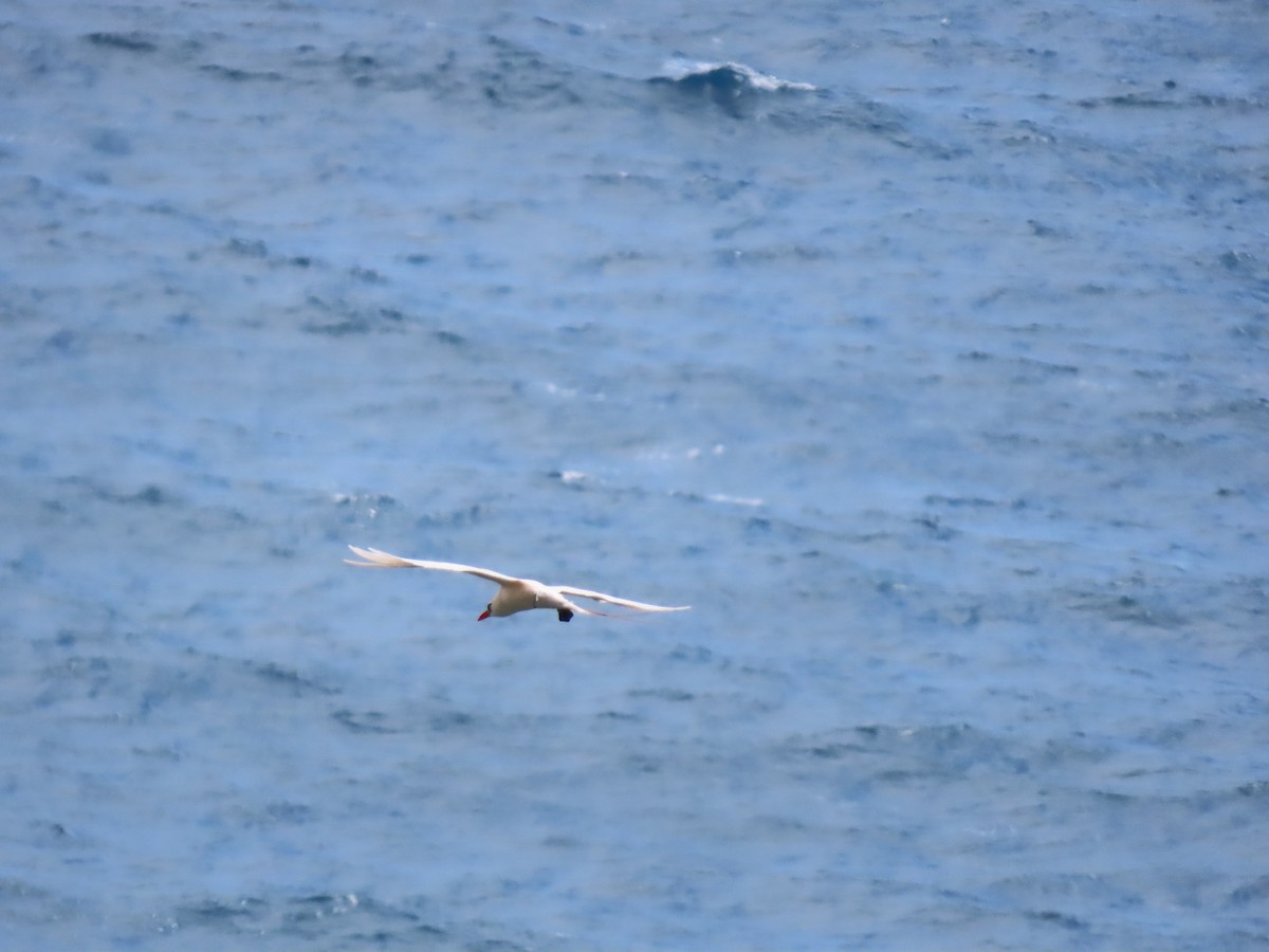 Red-tailed Tropicbird - ML643265116
