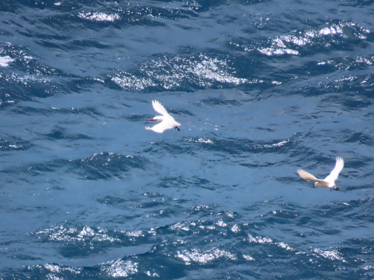 Red-tailed Tropicbird - ML643265117