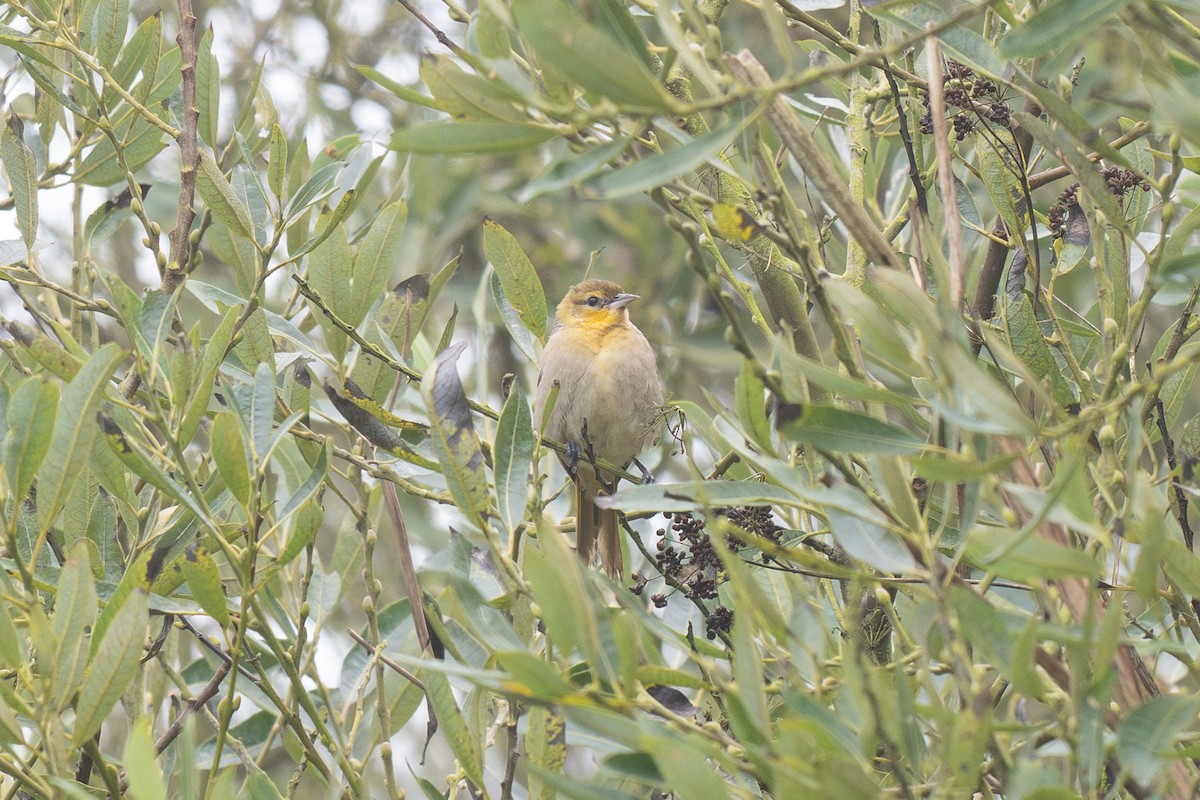 Bullock's Oriole - ML643265123