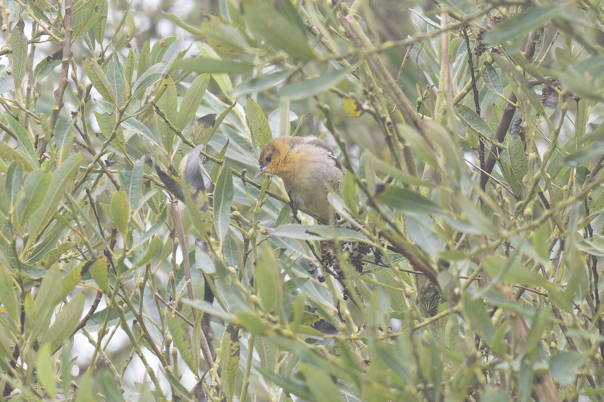 Bullock's Oriole - ML643265125