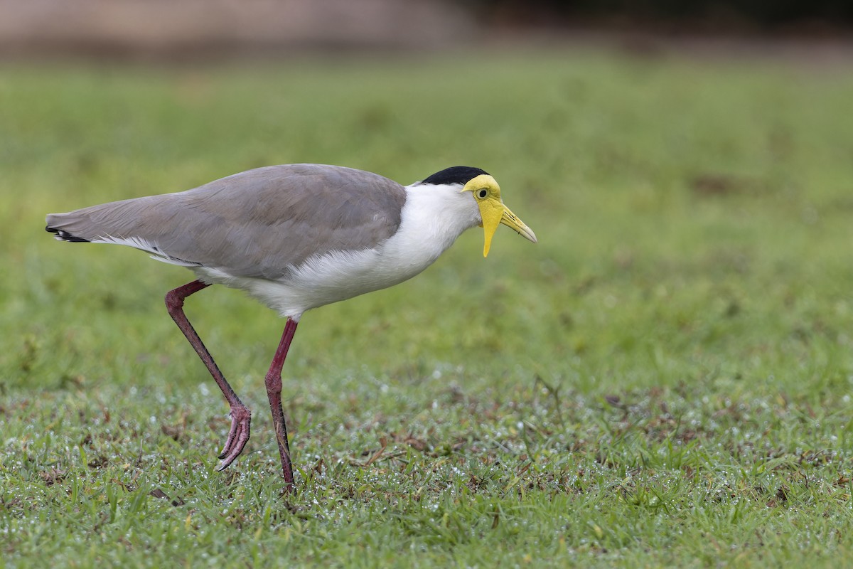 Masked Lapwing - ML643265127