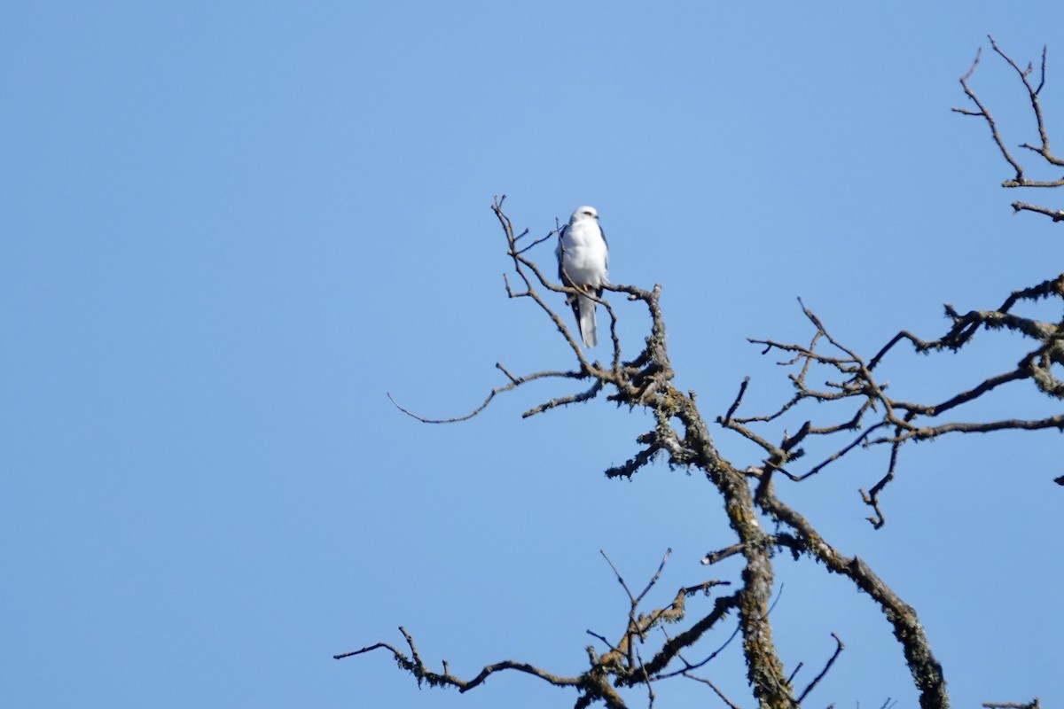 White-tailed Kite - ML643265128