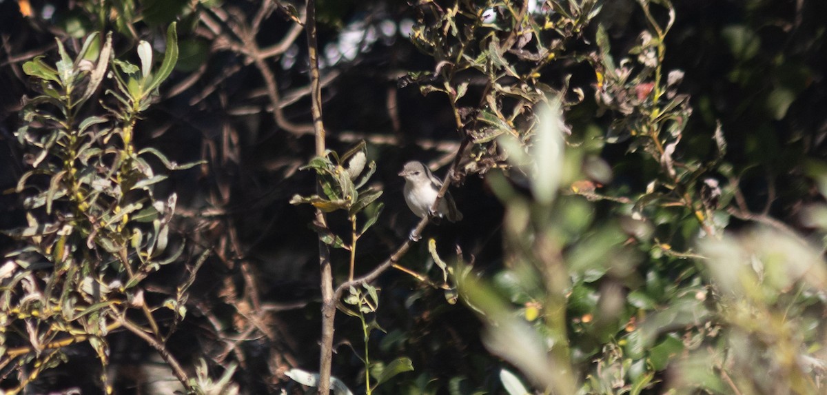 Bell's Vireo (Least) - ML643265137