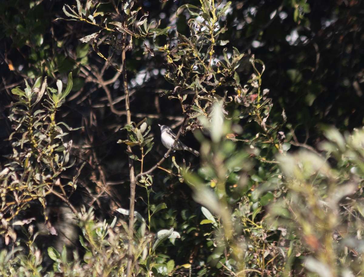 Bell's Vireo (Least) - ML643265138