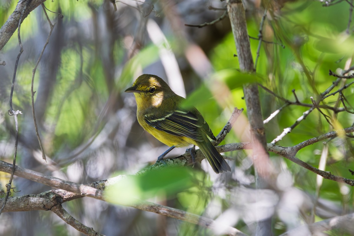 Thick-billed Vireo - ML643265146