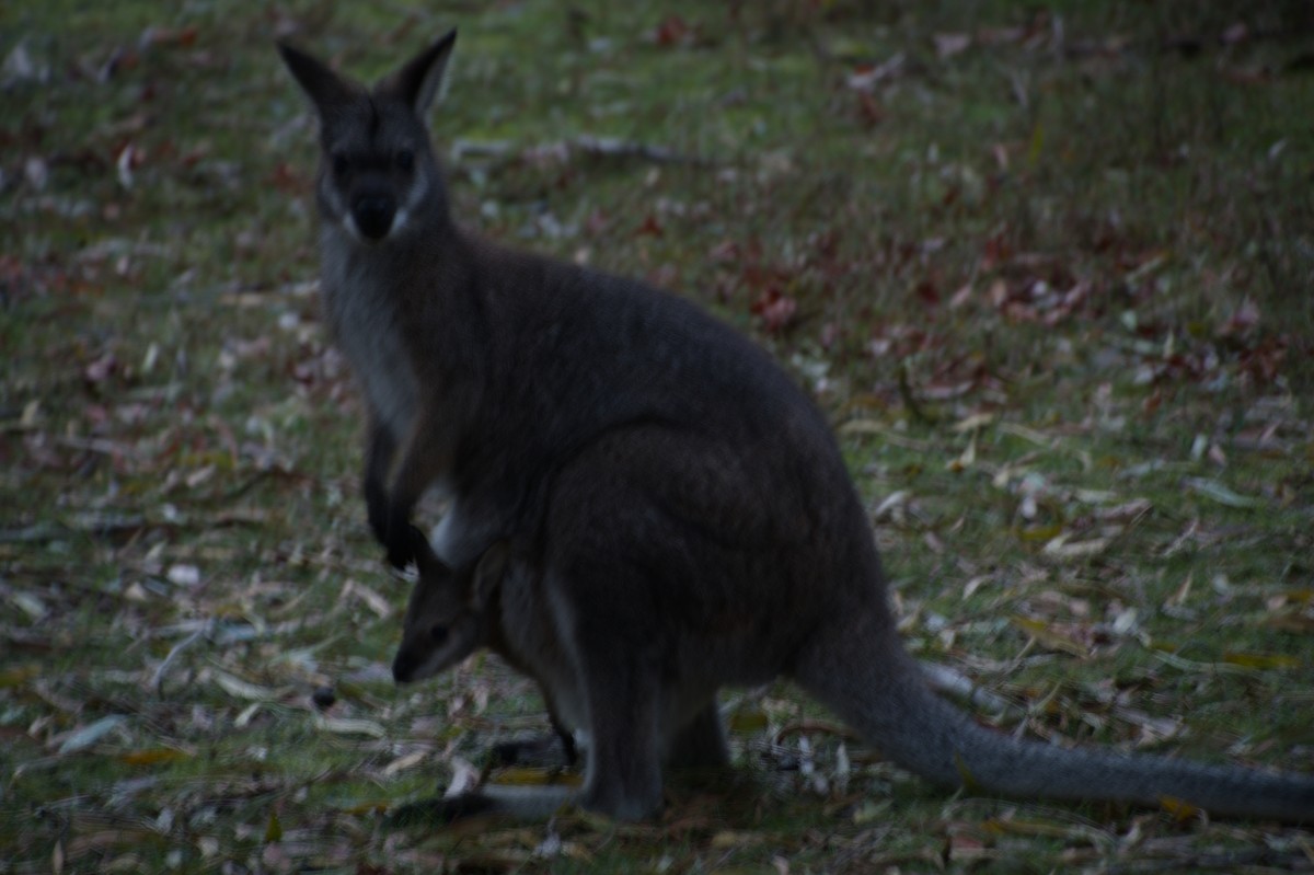 Red-necked Wallaby - ML643265149