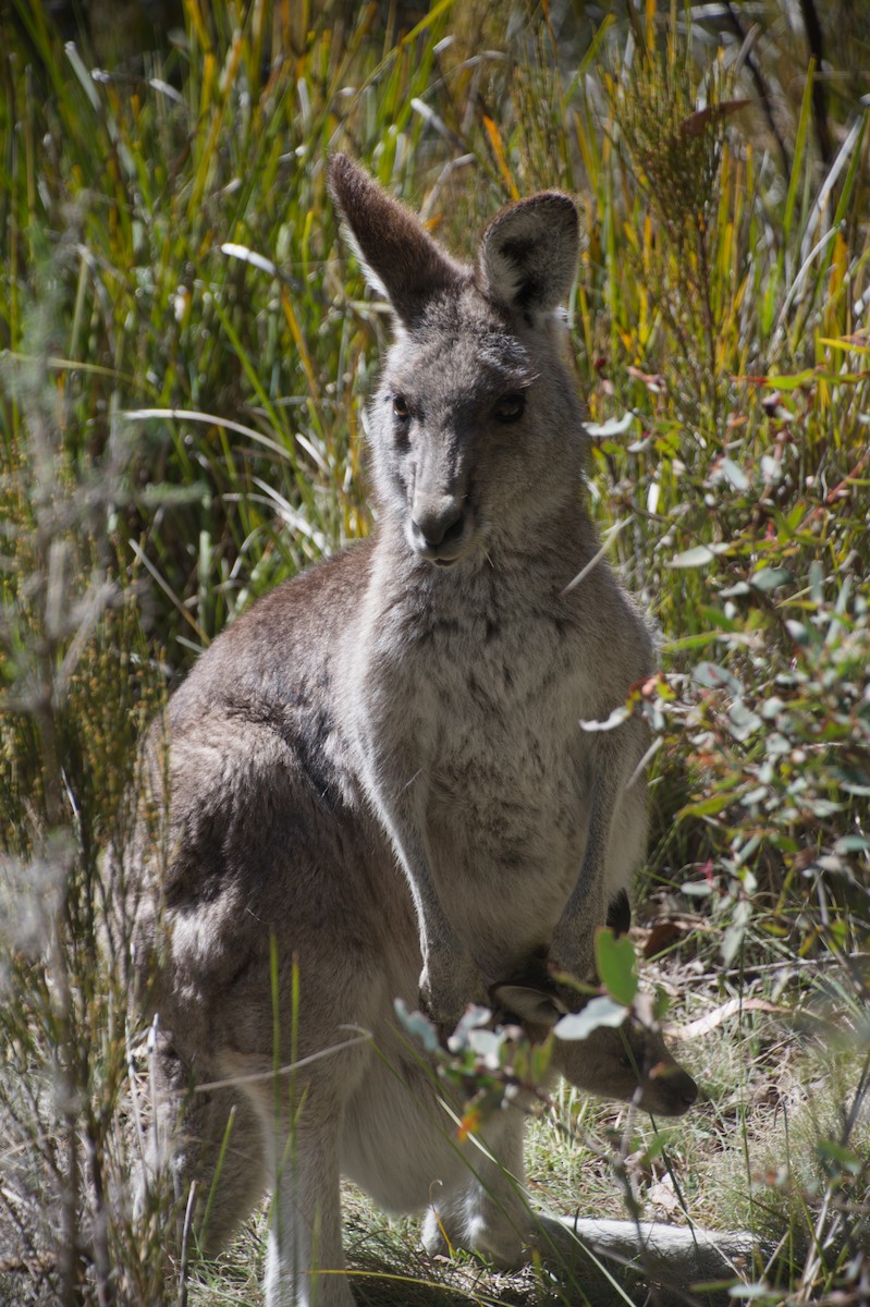 Eastern Grey Kangaroo - ML643265150