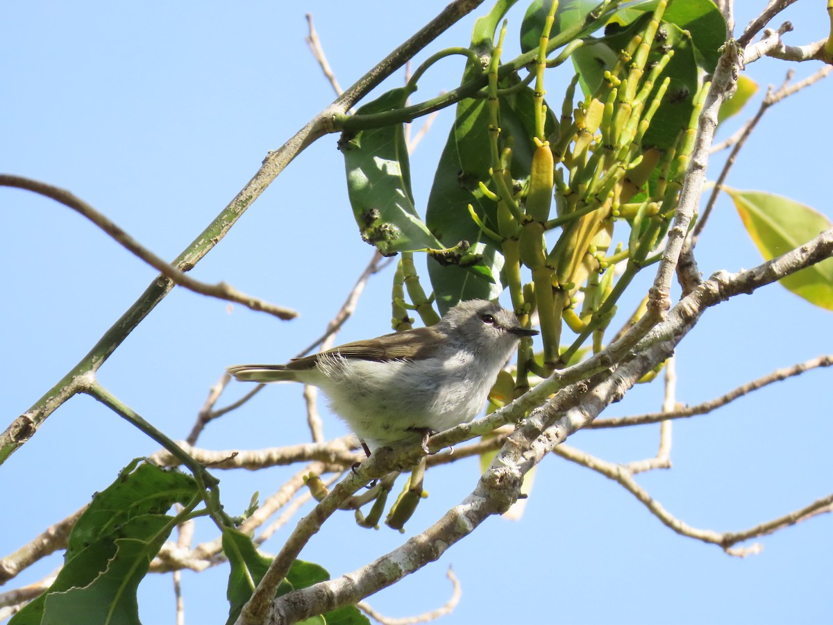 Norfolk Island Gerygone - ML643265160