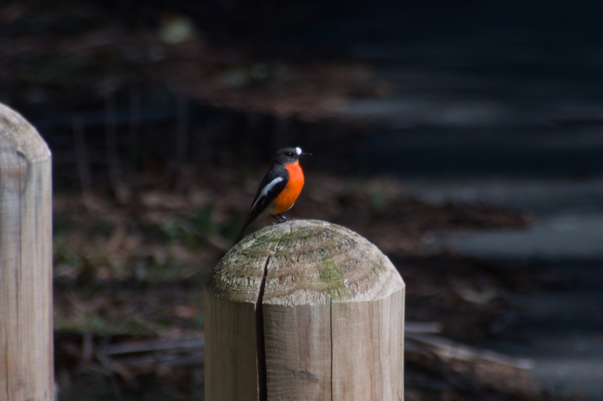 Flame Robin - ML643265164