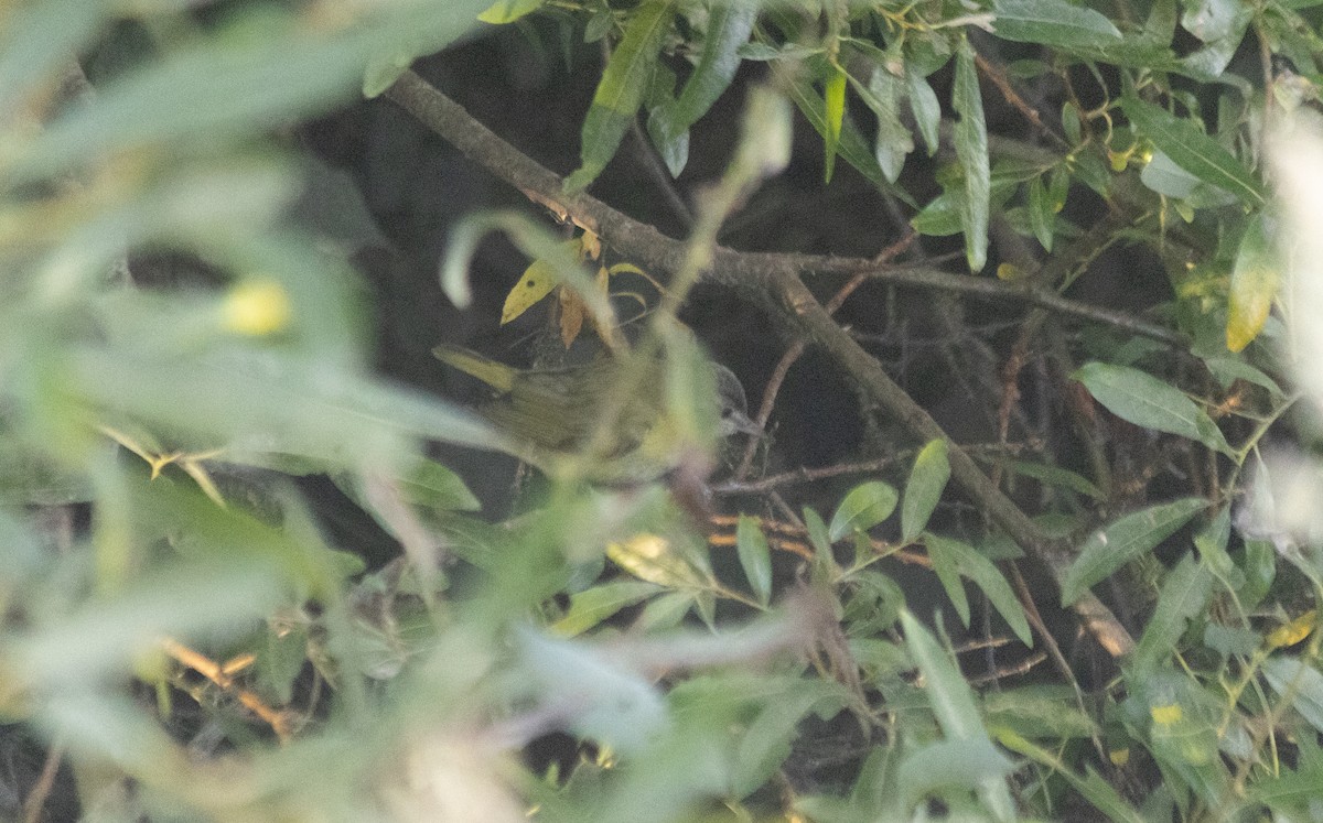 Yellow-green Vireo - ML643265191