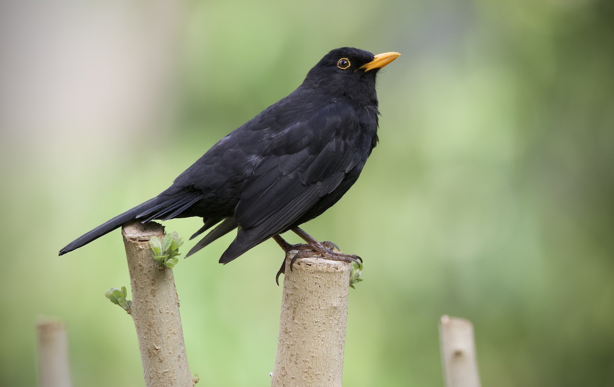 Дрізд чорний - ML643265204