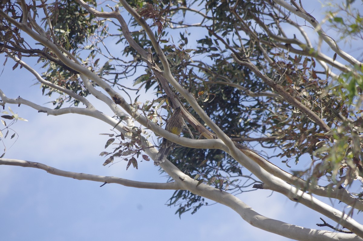 Red Wattlebird - ML643265207