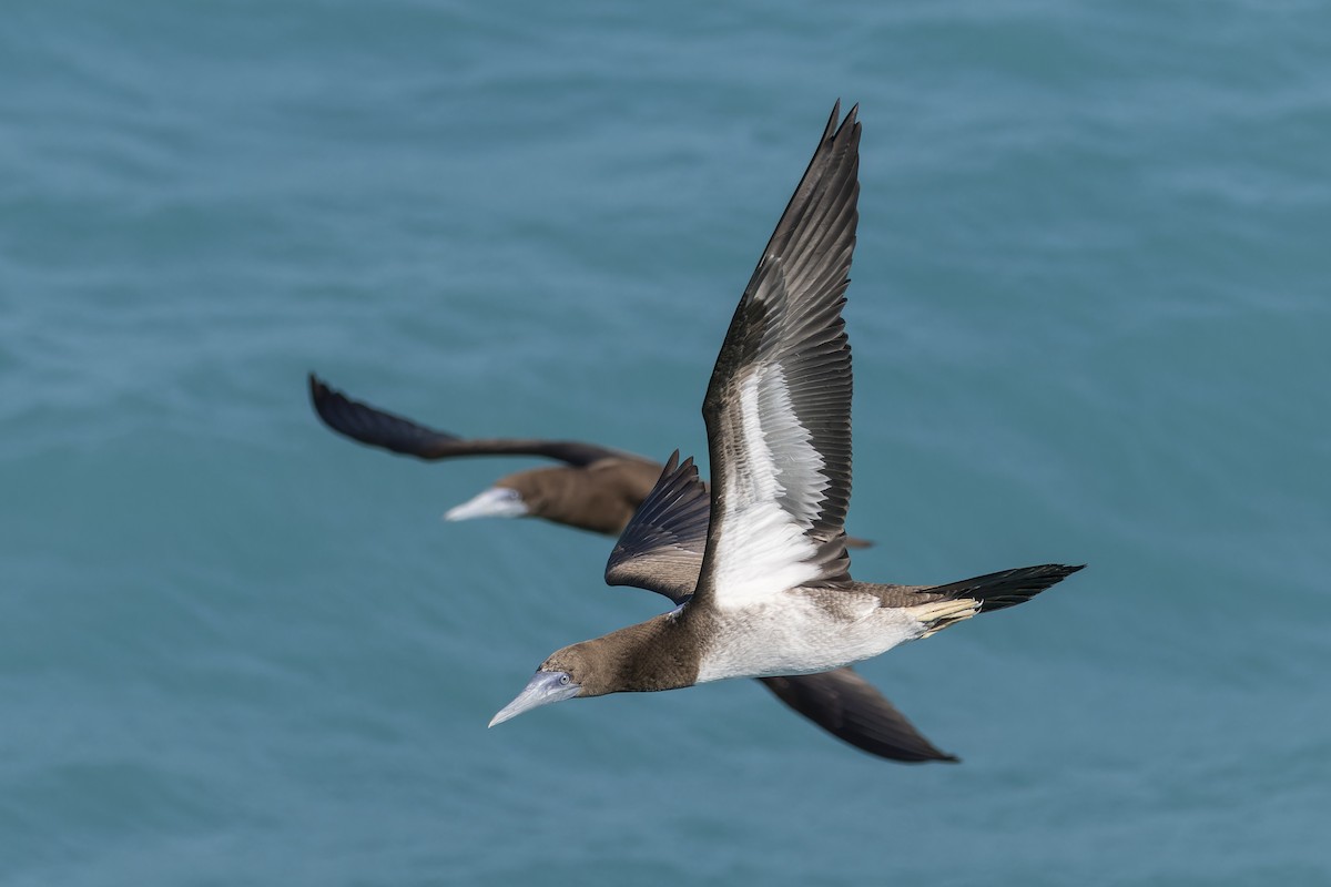 白腹鰹鳥 - ML643265209