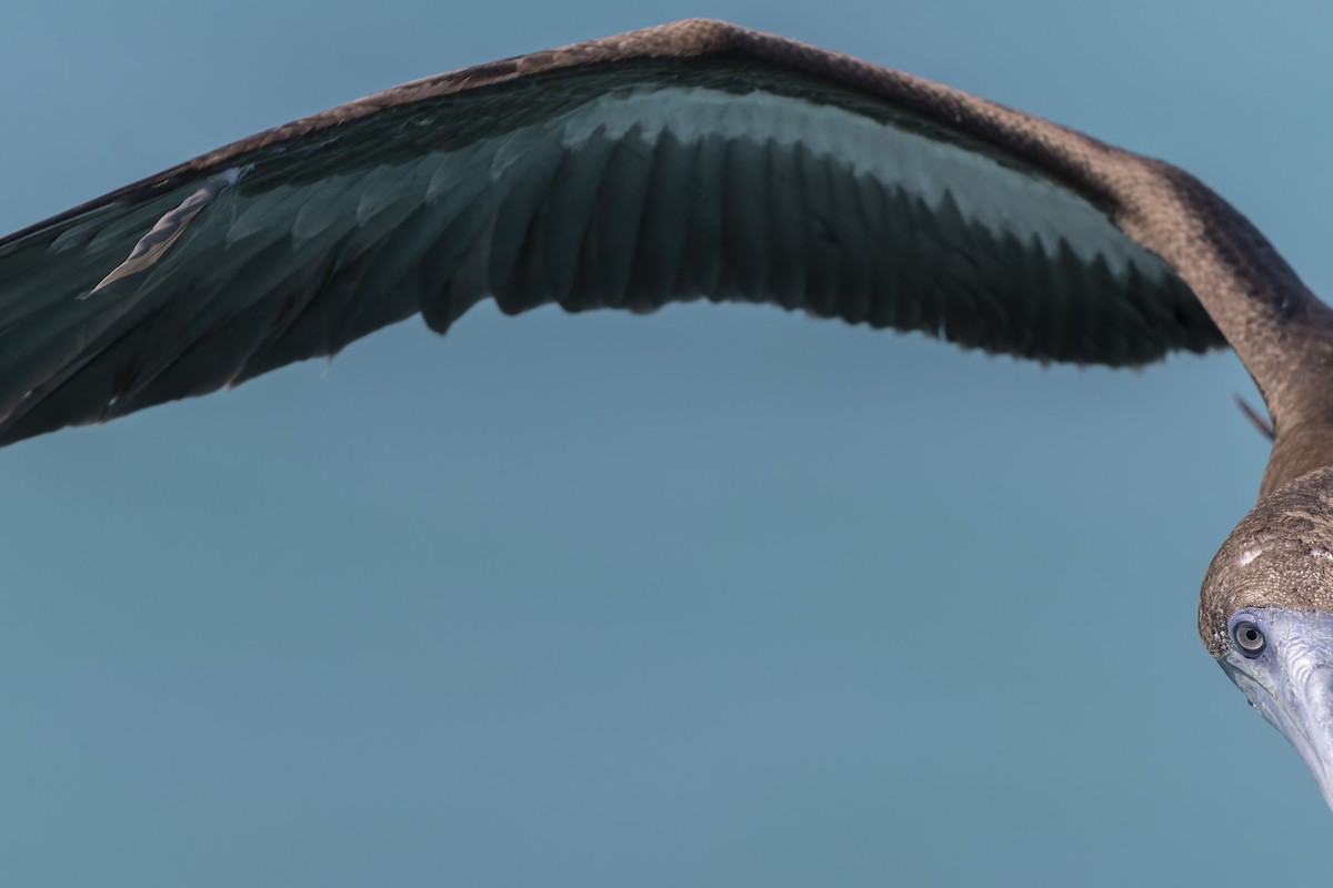 白腹鰹鳥 - ML643265210