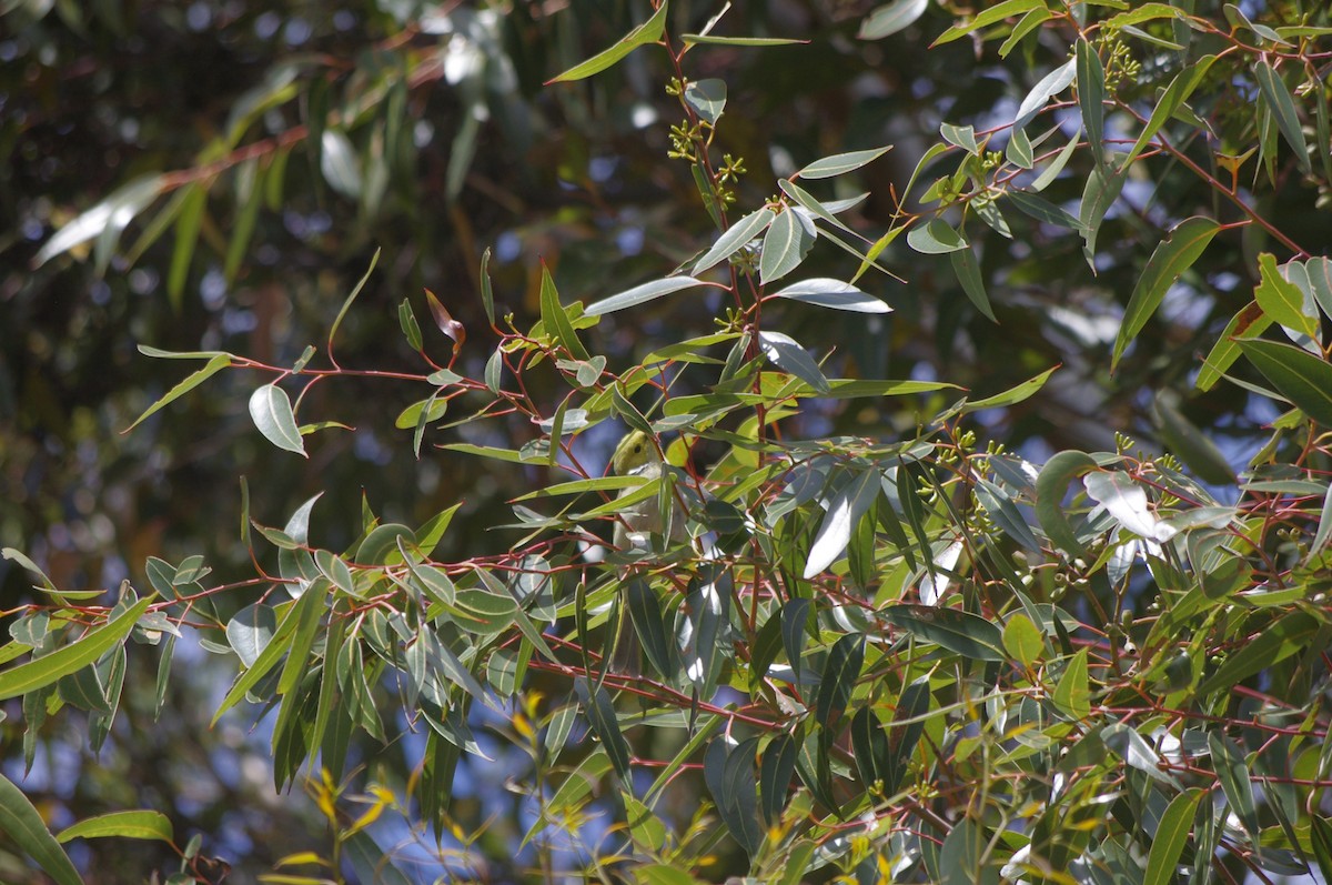White-plumed Honeyeater - ML643265226