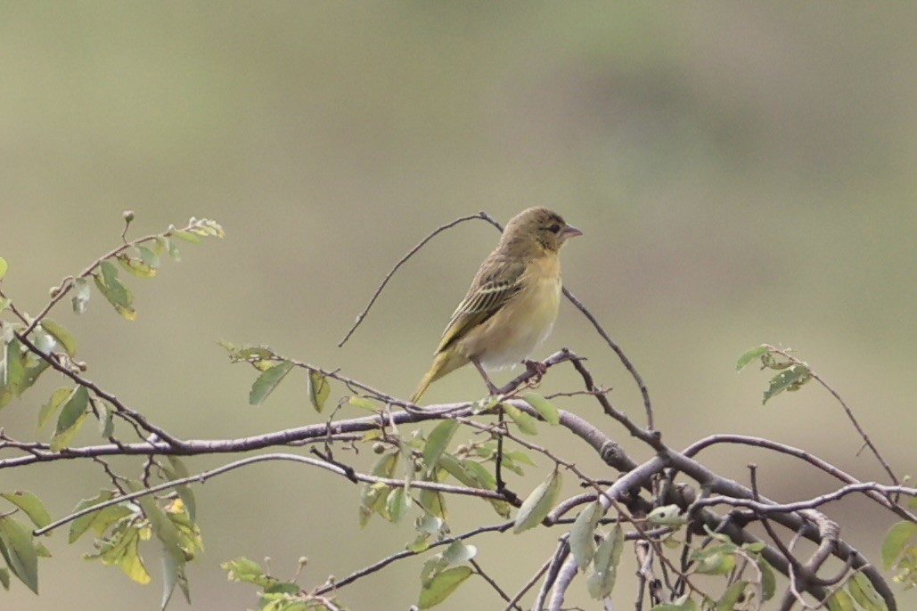 Golden-backed Weaver - ML643265240