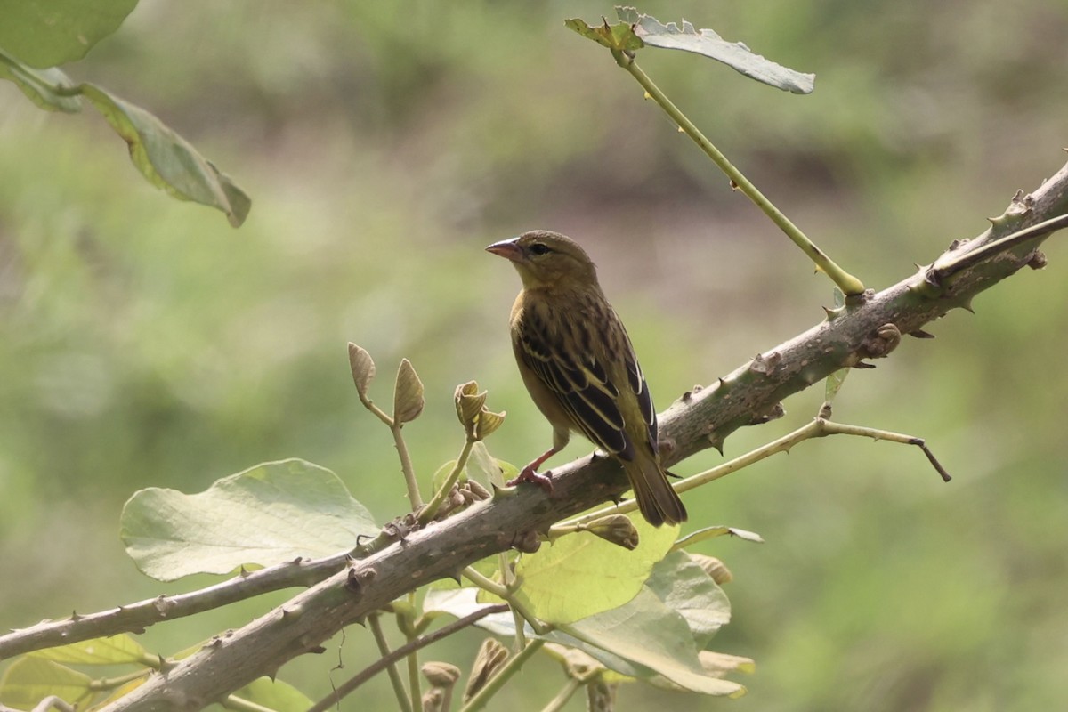 Golden-backed Weaver - ML643265241