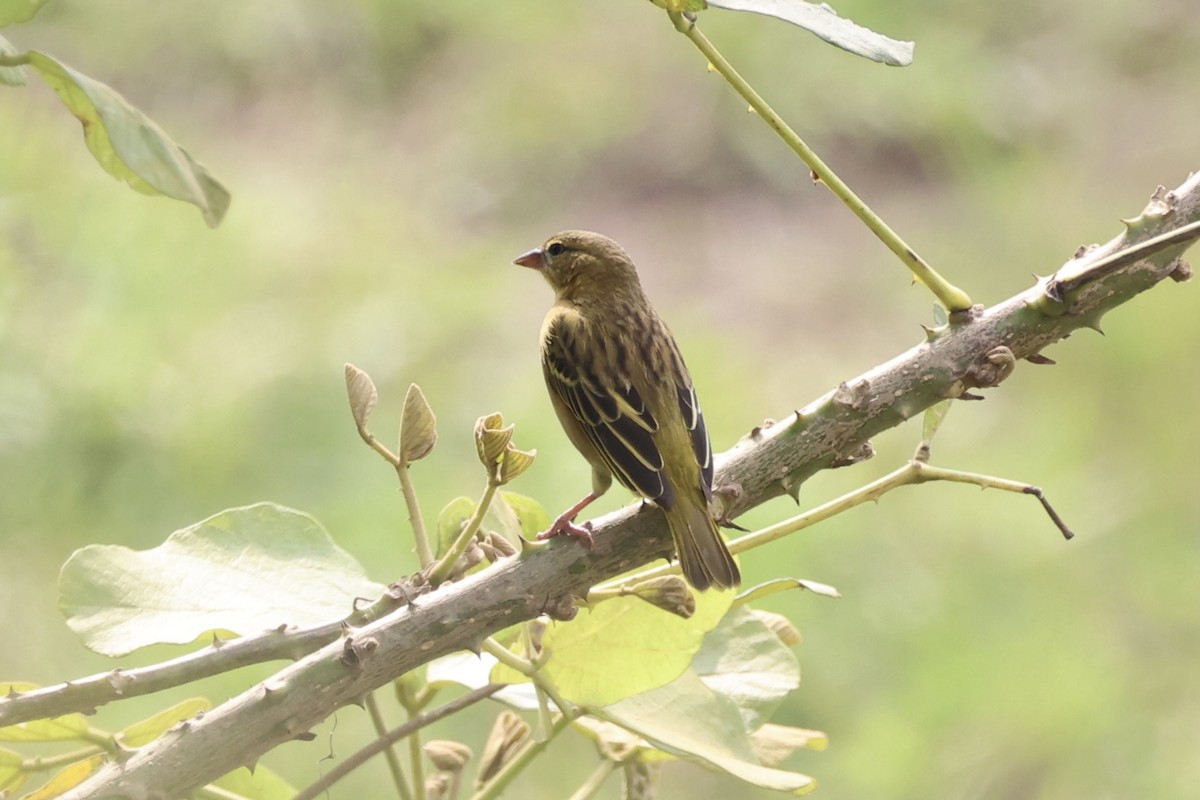 Golden-backed Weaver - ML643265242
