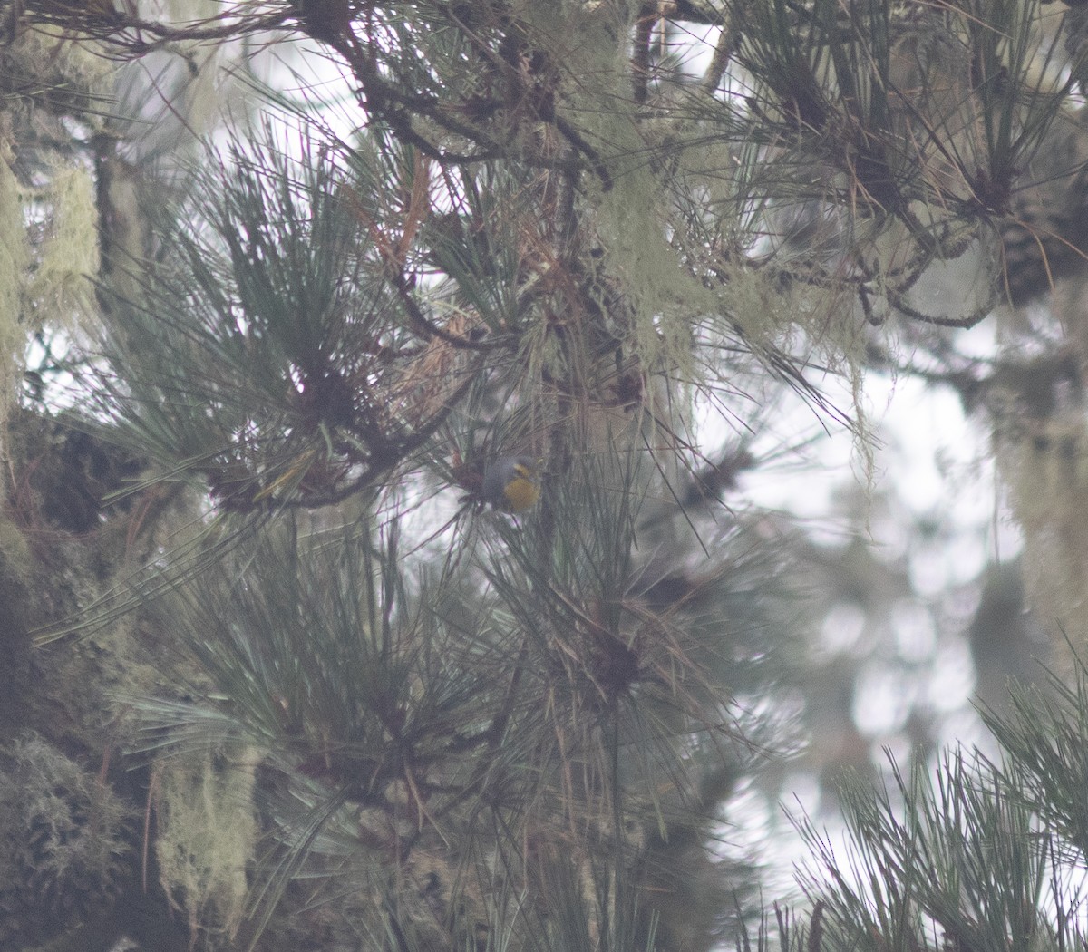 Grace's Warbler - ML643265243