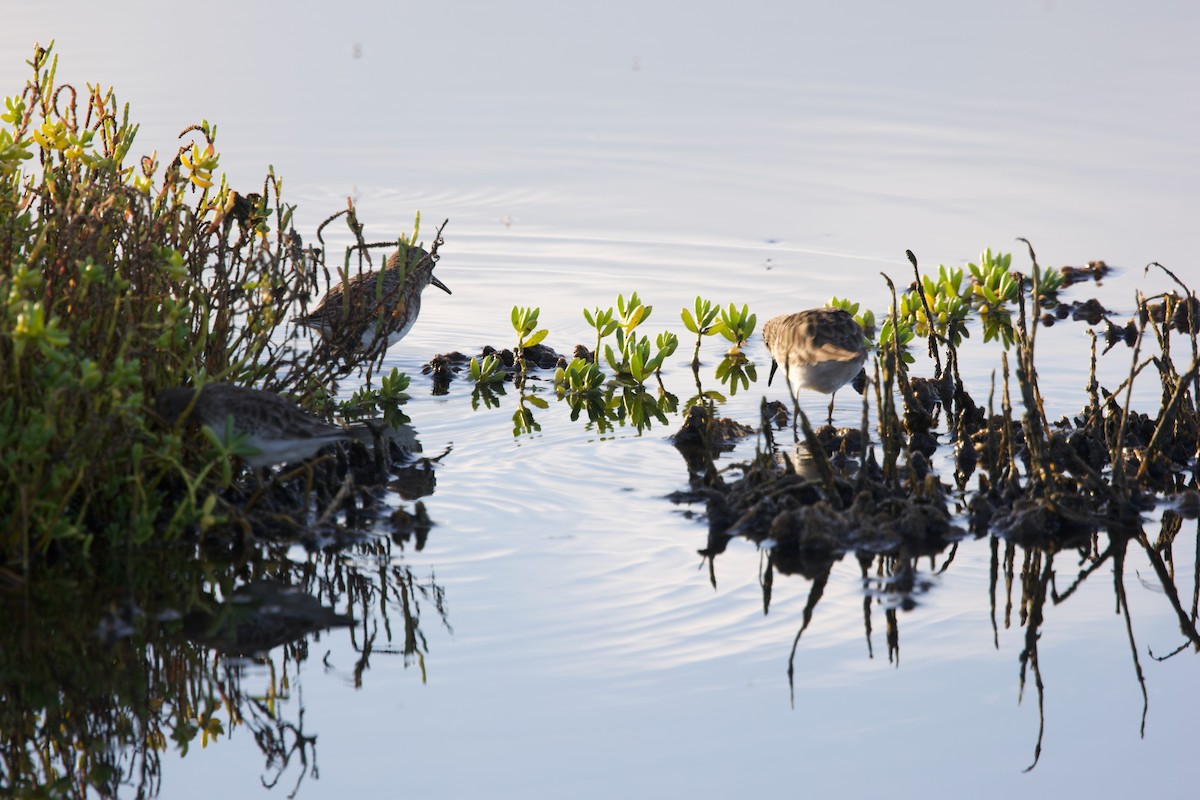 Least Sandpiper - ML643265245