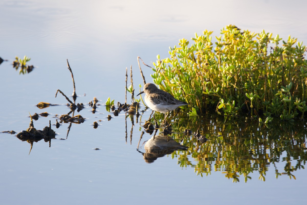 Least Sandpiper - ML643265253