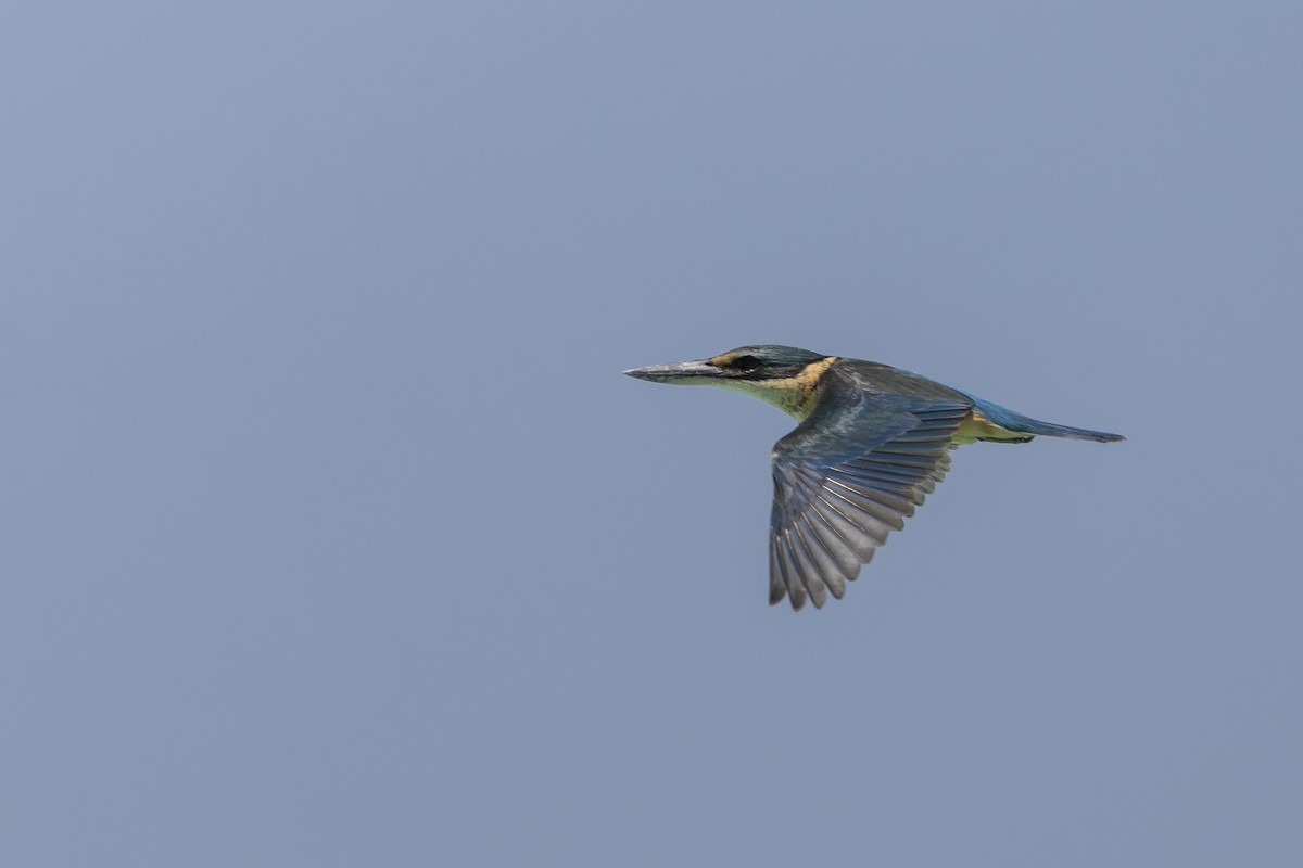 Sacred Kingfisher - ML643265256