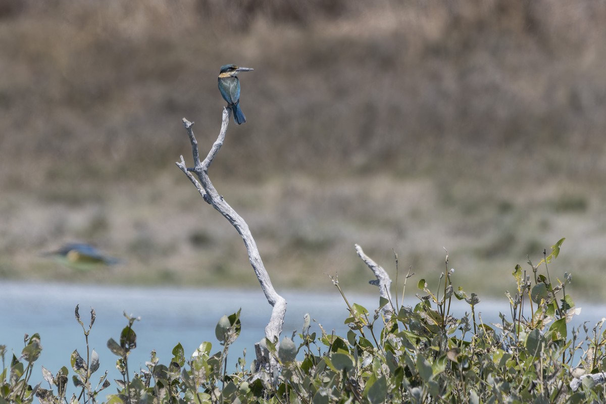 Sacred Kingfisher - ML643265257