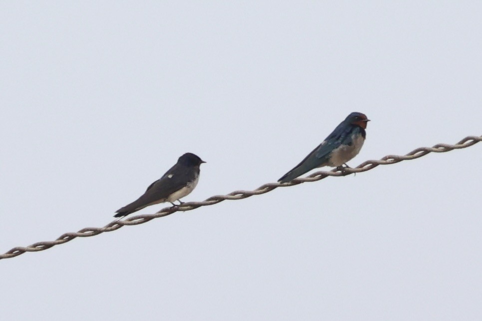 Angola Swallow - ML643265262