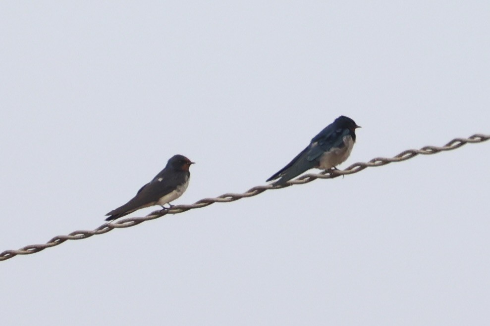 Angola Swallow - ML643265263