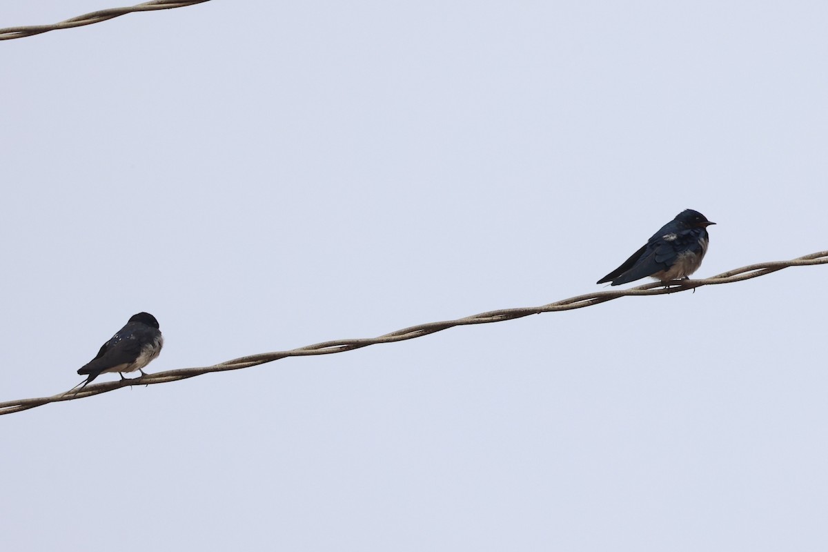 Angola Swallow - ML643265264