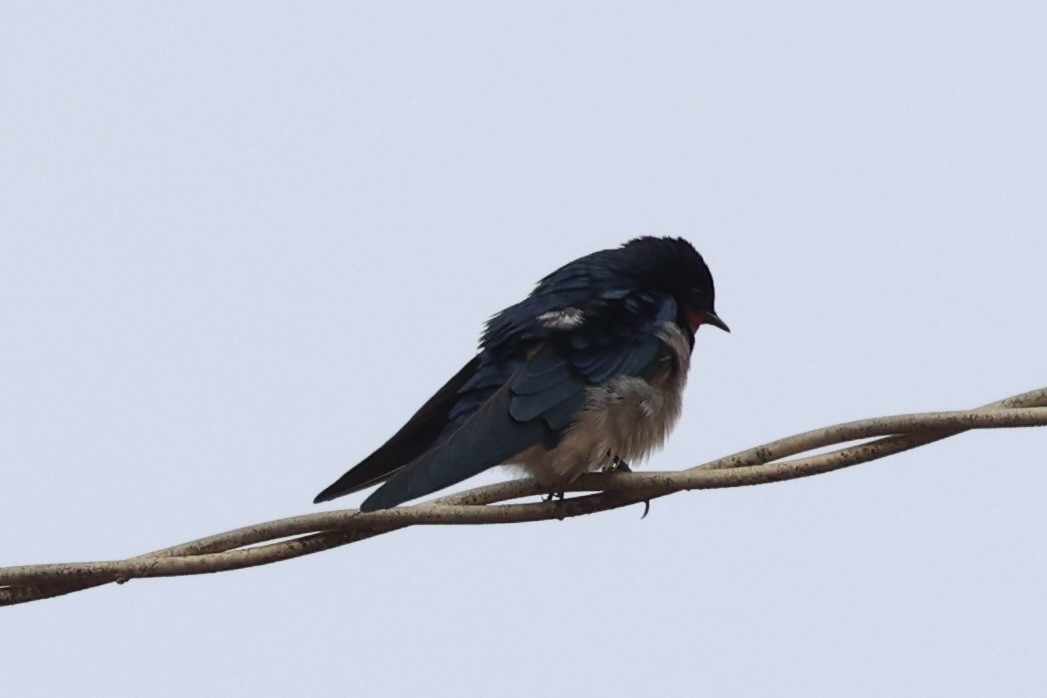 Angola Swallow - ML643265265