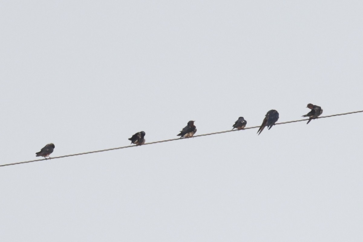 Angola Swallow - ML643265266