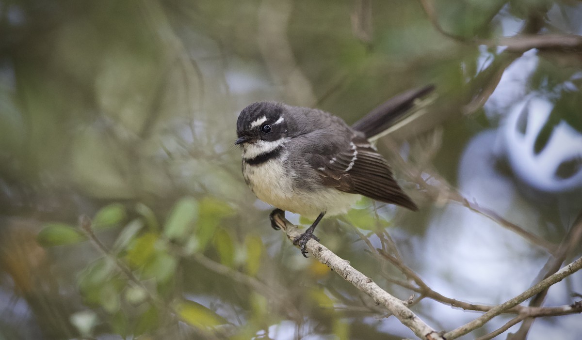 Віялохвістка сиза (підвид alisteri) - ML643265272