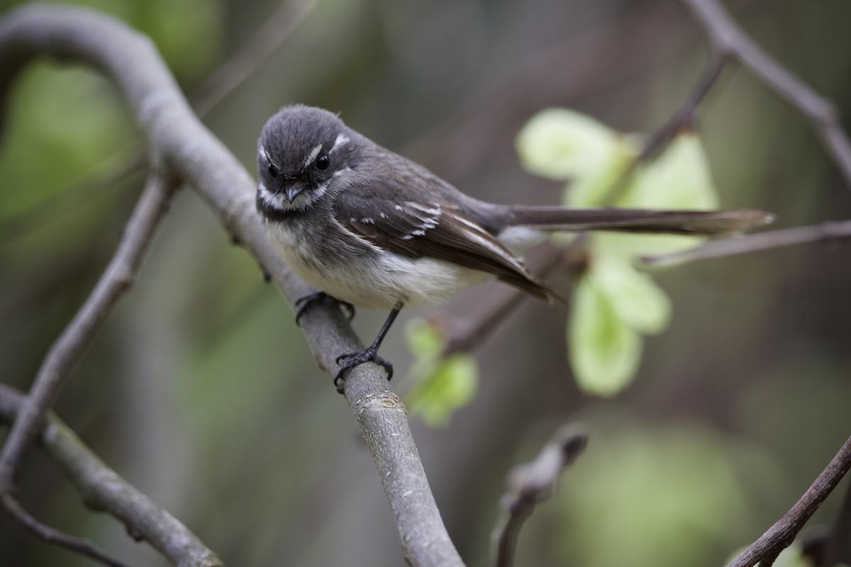 Віялохвістка сиза (підвид alisteri) - ML643265275