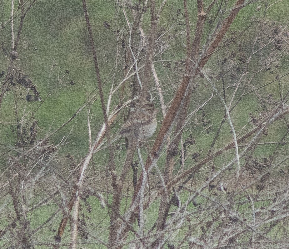Clay-colored Sparrow - ML643265277