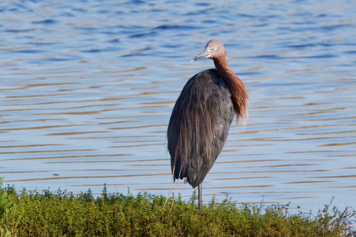 Reddish Egret - ML643265294